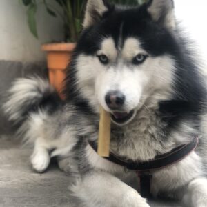 huskey-chewing-yak-and-chew