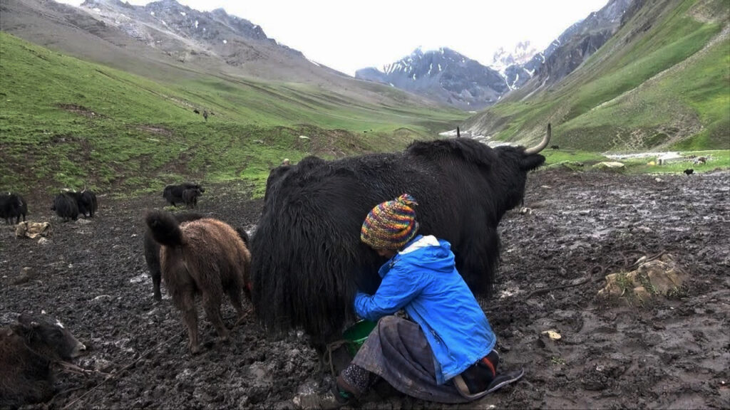 Milk Collection From Yaks