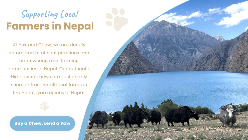Yak and Chew Supporting Local Farmers in Nepal